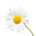 UNIKTA ORGANIC CHAMOMILE