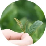 Unikta Premium White Tea, Pai Mu Tan special