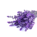 UNIKTA ORGANIC LAVENDER