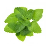 UNIKTA LEMON-BALM