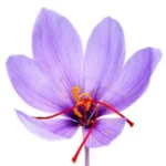 Unikta Organic Saffron